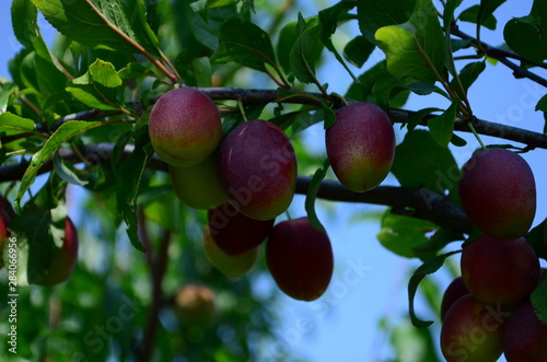 ripening yellow-pink plums on a tree branch