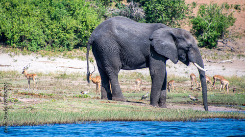 Elephant drinking Chobe