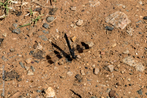 Dragonfly on sand 4