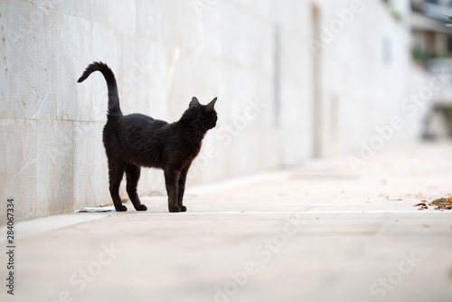 Mallorca 2019: beautiful black stray cat with ear notch standing on sidewalk in front of a wall looking away observing the area in Port de Sóller, Majorca