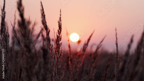 Detail of grass lines with leaves in the field while morning sunrise with purple, pink and orange sky