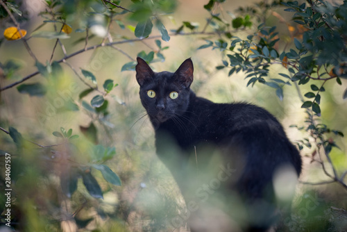 Mallorca 2019: beautiful black stray cat with ear notch in the forest surrounded by plants looking at camera in Cala Gat, Majorca