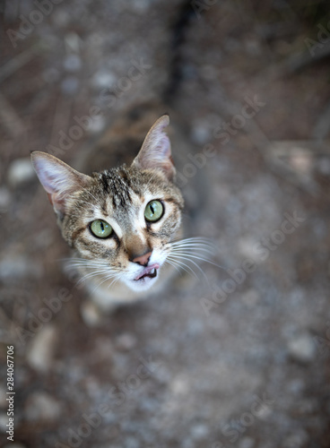 Mallorca 2019: tabby stray cat with ear notch looking up at camer begging for treats in Cala Gat, Majorca © FurryFritz