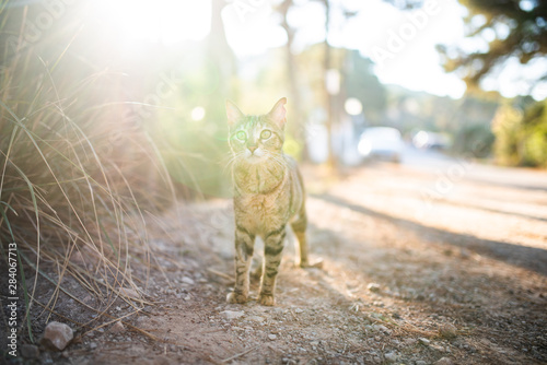 Mallorca 2019: tabby stray cat with ear notch standing in backlight on the streeet next to the forest of Cala Gat, Majorca on a sunny summer day looking curiously photo