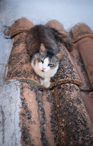 Fototapeta Naklejka Na Ścianę i Meble -  Mallorca 2019: tired tabby white stray cat with ear notch resting on roof tiles looking at camera sleepily on majorca, spain