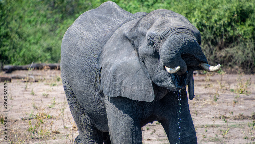 Fototapeta premium Elephant drinking Chobe