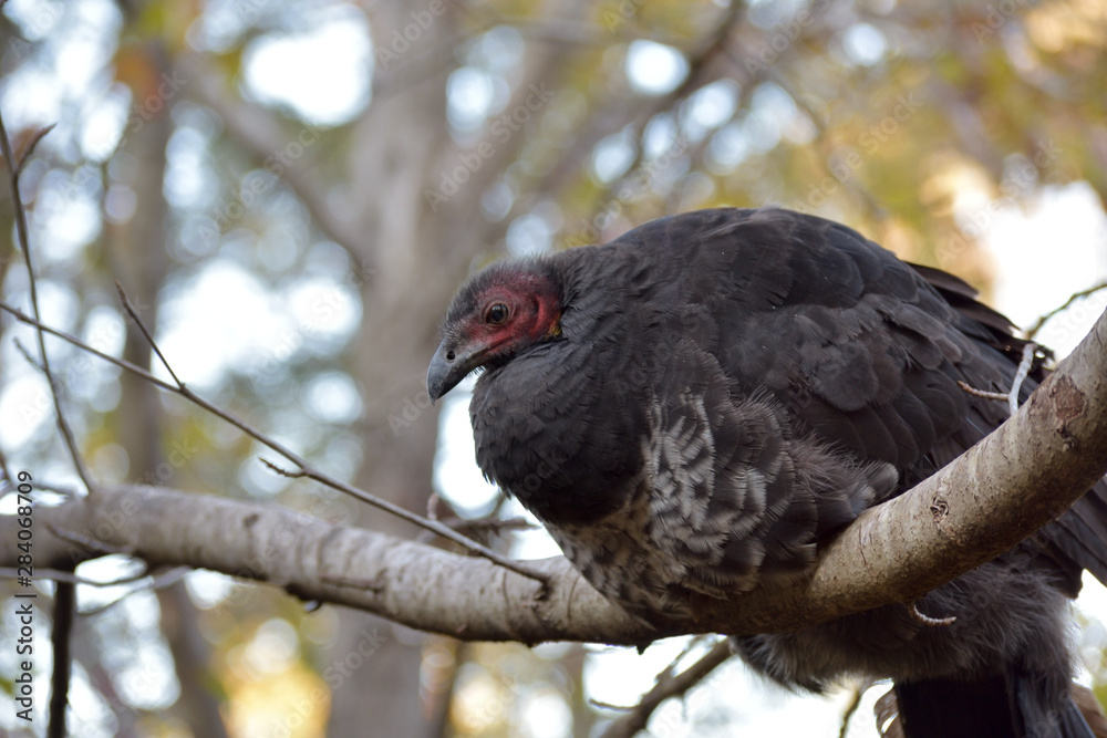 Australian Brushturkey on the tree Australian Brushturkey on the tree