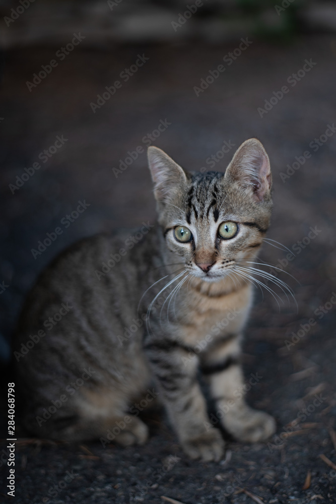 Small stray kitten portrait