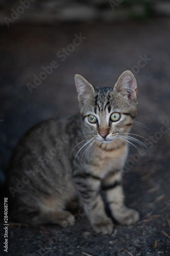 Small stray kitten portrait