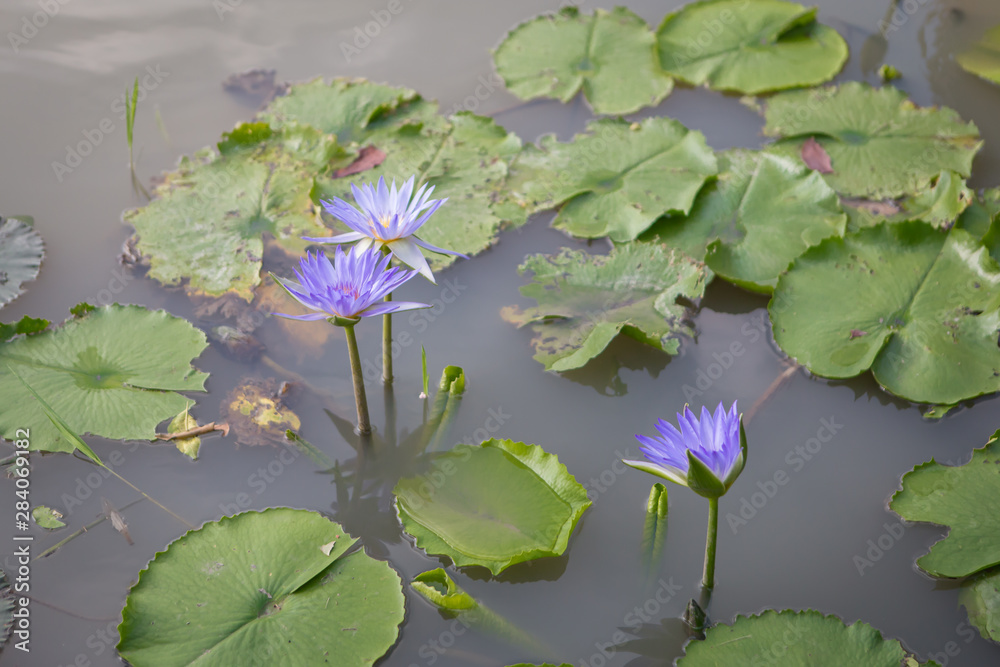 beautiful lotus flower in pond beautiful lotus flower in pond