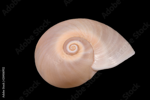 Single sea shell of marine snail isolated on black background, close up