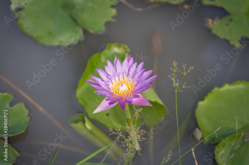 beautiful lotus flower in pond