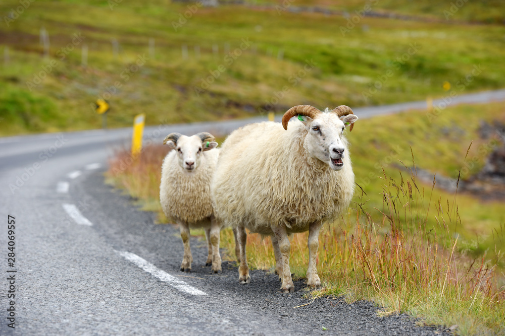 Obraz premium Photo of Icelandic sheep crossing a road, Iceland, Europe.
