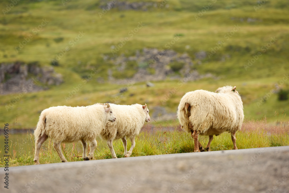 Photo of Icelandic sheep crossing a road, Iceland, Europe. Photo of Icelandic sheep crossing a road, Iceland, Europe.