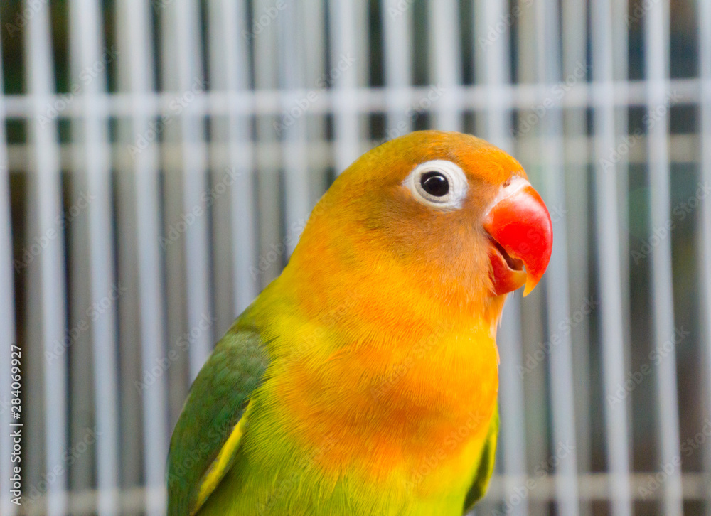 privat Ren og skær Uenighed Golden conures red beak,Red-fronted Kakariki parakeet,yellow and green parrot  bird Stock Photo | Adobe Stock