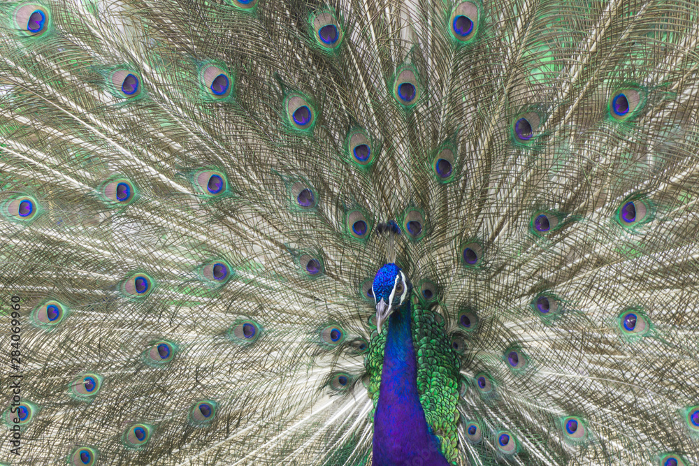 Obraz premium India peacock with tail feathers spread,elegance body,beautiful pet,god animal,male sex