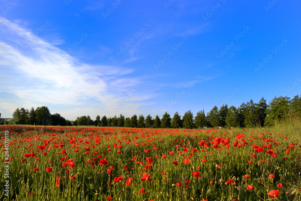 Champs de coquelicots sauvages