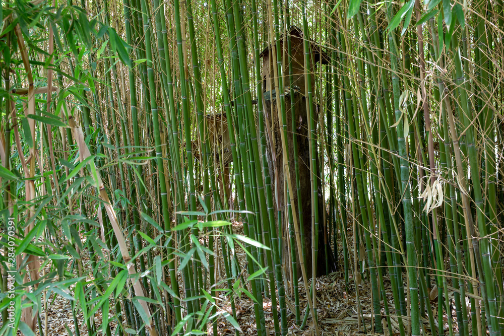 Obraz premium Bamboo Forest