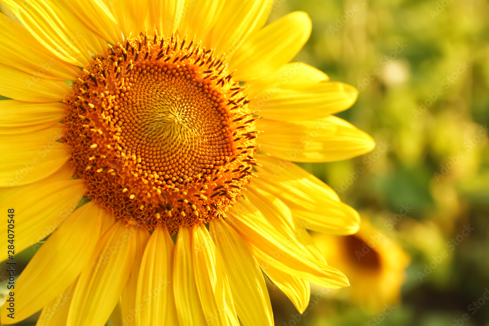 Beautiful blooming sunflower, closeup view Beautiful blooming sunflower, closeup view