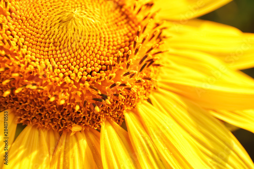 Beautiful blooming sunflower  closeup view