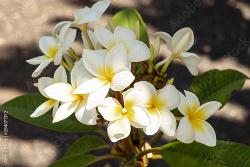 Close up white and yellow exotic flowers