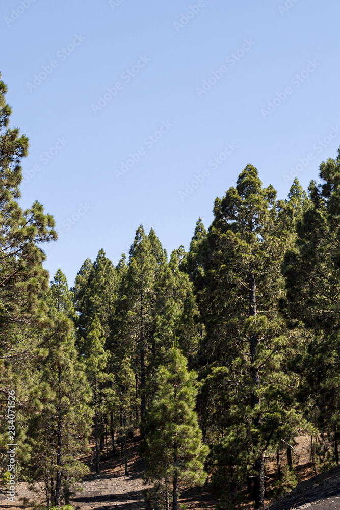 Evergreen forest with clear sky Evergreen forest with clear sky