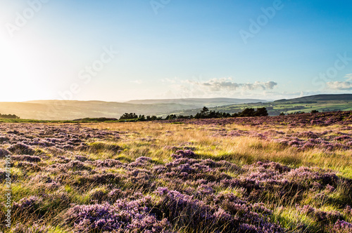 Ilkley moor. Yorkshire.