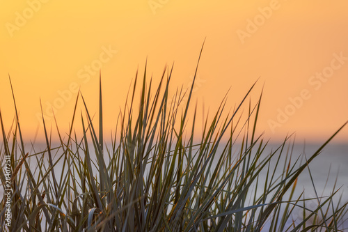 Grass at Baltic sea in evening.
