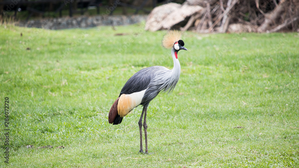 Obraz premium Black Crowned Crane in the Zoo