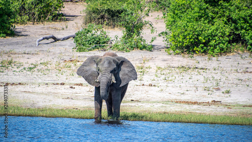 Photography Elephant in water