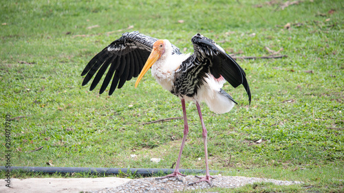 Canvas-taulu Lesser Adjutant Stand on the grass