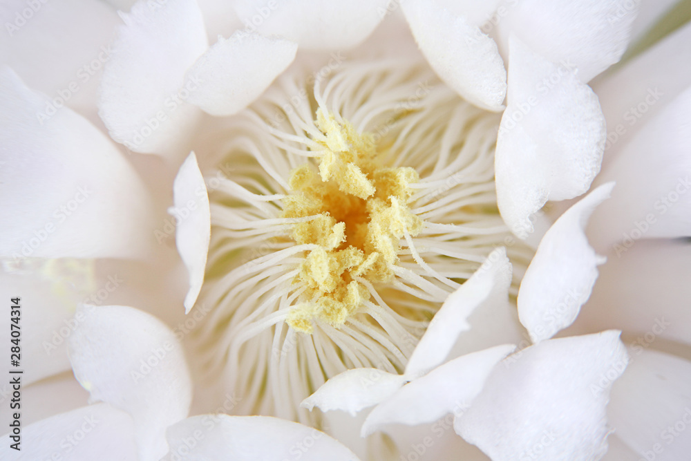 Obraz premium Bloom white flowers cactus with on full background