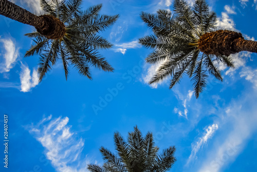 Palm trees against the blue sky with scattered white clouds. Shot from below looking straight up.