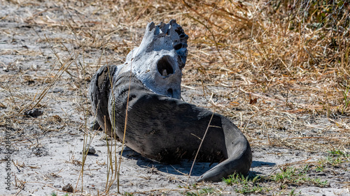 Buffalo skull