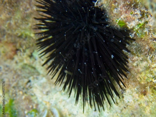Sea Urchin © McCarthys_PhotoWorks