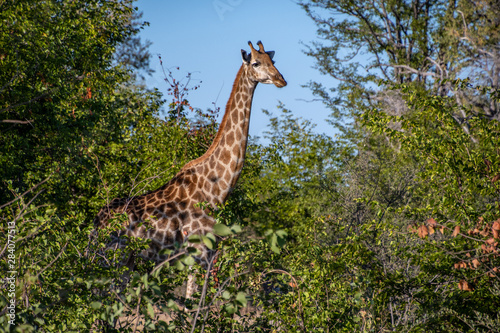 giraffe in woodland