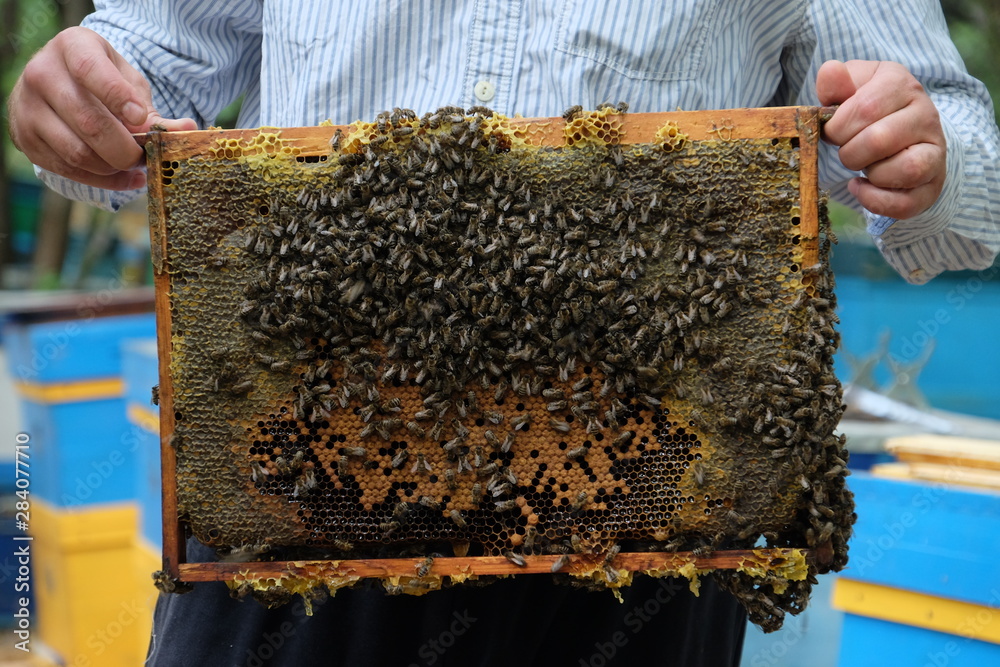 Apiculture, healthy products, organic food, honey, honeycomb, bee hive, beekeeper working with bee frame at the apiary, hive honey harvesting Apiculture, healthy products, organic food, honey, honeycomb, bee hive, beekeeper working with bee frame at the apiary, hive honey harvesting