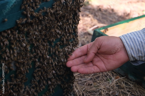 Apiculture, healthy products, organic food, honey, honeycomb, bee hive, beekeeper working with bee frame at the apiary, bees on the hand, hive honey harvesting photo