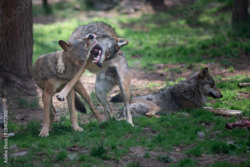 Wolves fighting over slab of meat