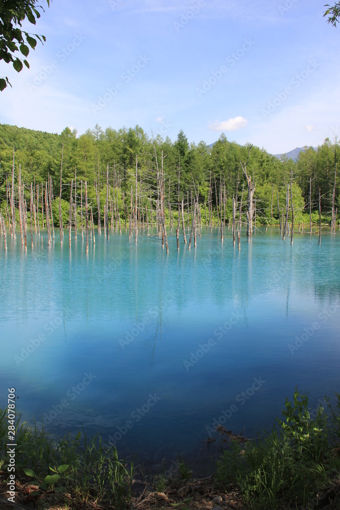 景勝地「青い池」の風景(北海道)