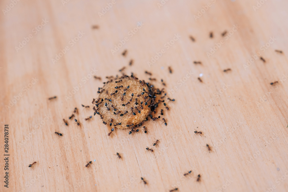Black ants on dry dog food. Garden ants in the house. Food spoilage
