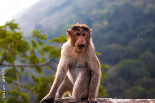 A monkey with a curious expression. A shot from the jungles of Kerala. © Likhith