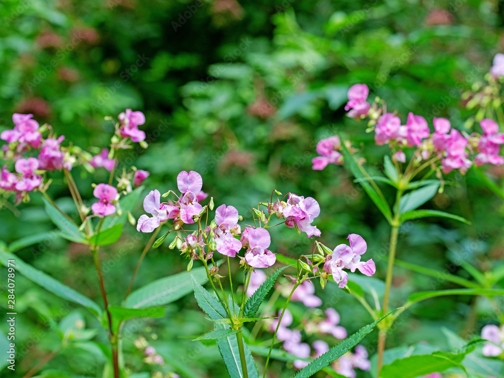 Blühendes Drüsiges Springkraut, Impatiens glandulifera Blühendes Drüsiges Springkraut, Impatiens glandulifera