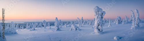 Photo Very wide panorama of snow packed trees on Riisitunturi fell in Riisitunturi Nat