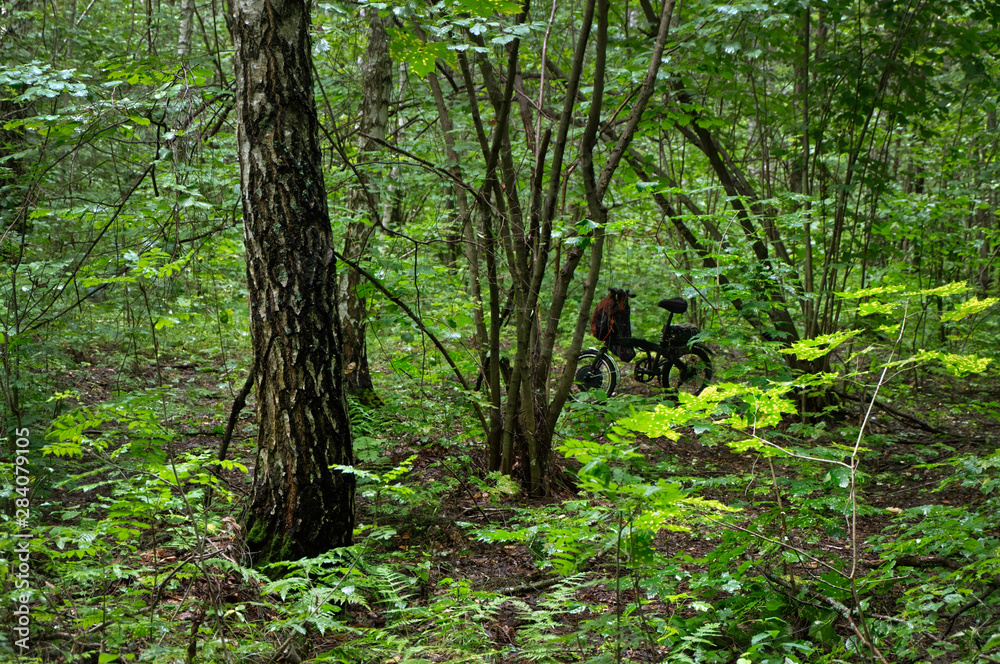 Electric bike in the forest.Bicycle in a sunny meadow surrounded by wild forest greenery. Electric bike in the forest.Bicycle in a sunny meadow surrounded by wild forest greenery.