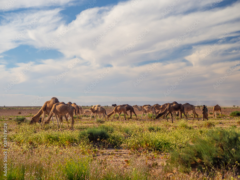 Obraz premium Camel group herd in a green desert in Morocco, mountain landscape