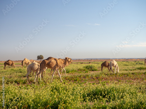 Camel group herd in a green desert in Morocco, mountain landscape © jzajic