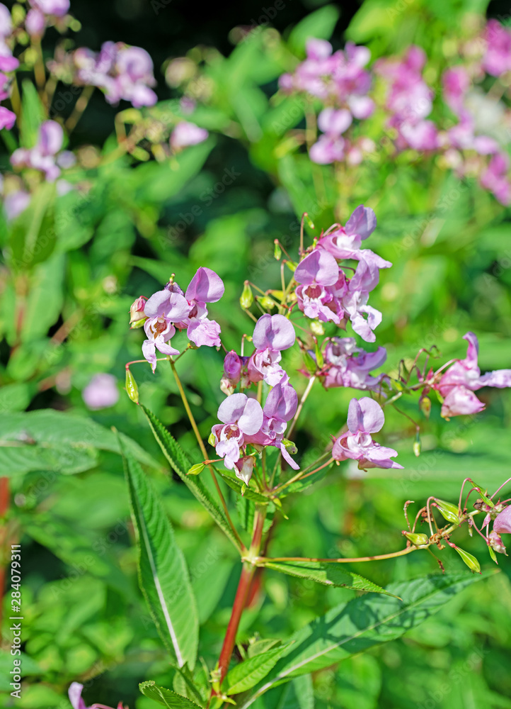 Drüsiges Springkraut, Impatiens glandulifera Drüsiges Springkraut, Impatiens glandulifera