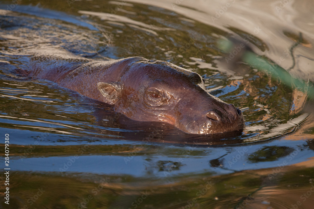 Fototapeta premium Muzzle in the water. pygmy hippo (hippopotamus) is a cute little hippo.