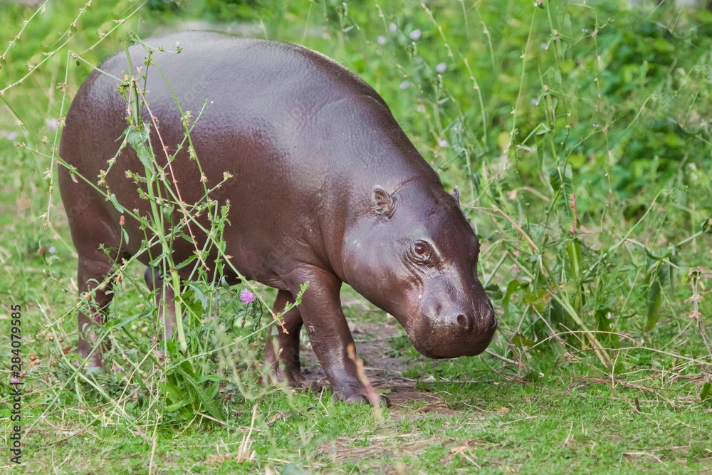 Grazes (eats) on green grass. pygmy hippo (hippopotamus) is a cute little hippo. Grazes (eats) on green grass. pygmy hippo (hippopotamus) is a cute little hippo.